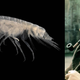 Illustration for article titled 30 Real Animals with Science Fiction Names